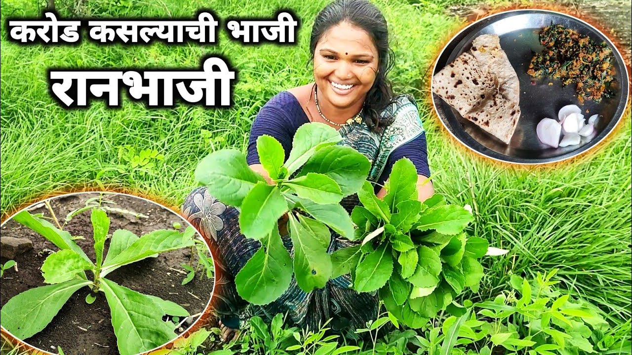 जगातील सर्वात चविष्ट रानभाजी म्हणजे करोड कसल्याची भाजी | अनेक औषधी गुणधर्म | Karod Kasala Ranbhaji