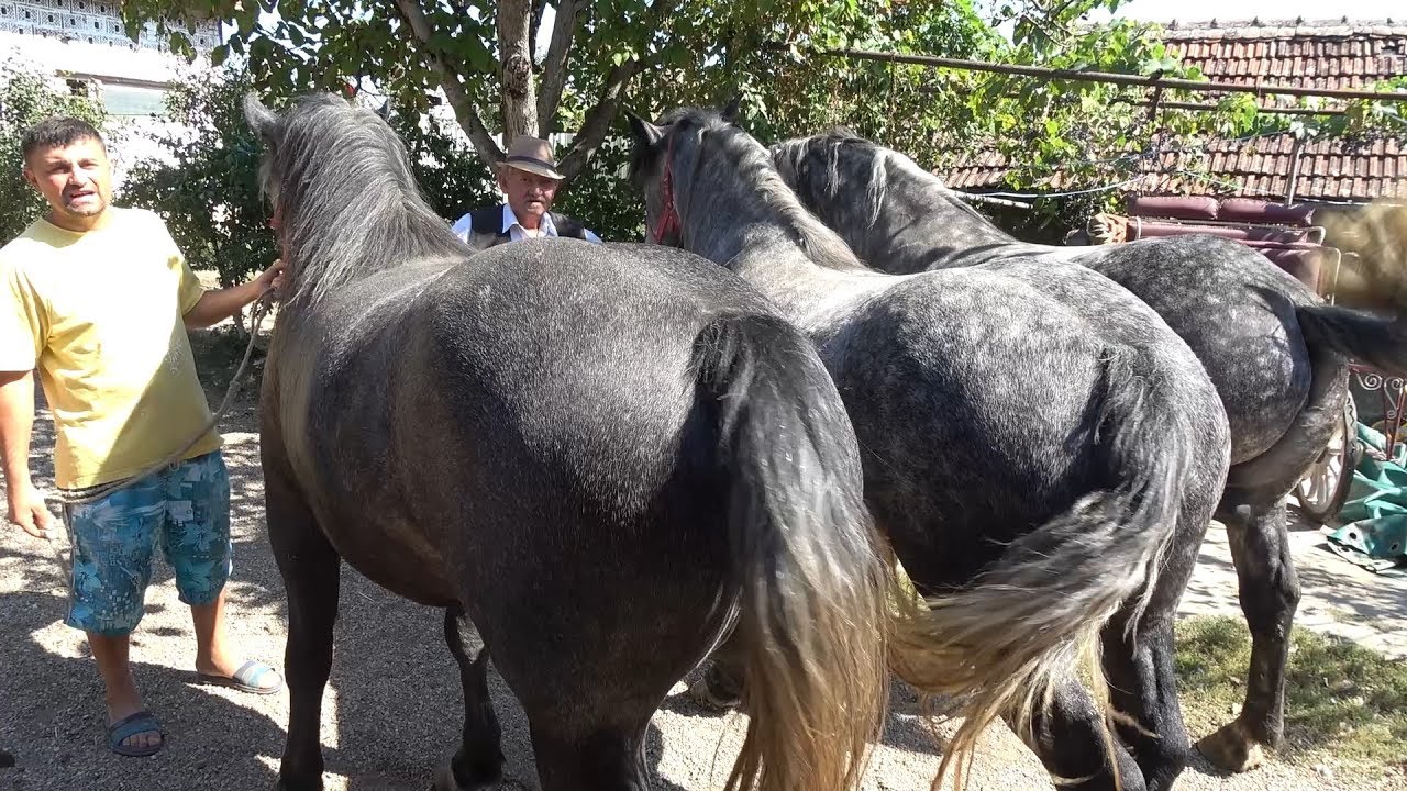 Caii lui Gheizu de la Tinca, Bihor - 2019