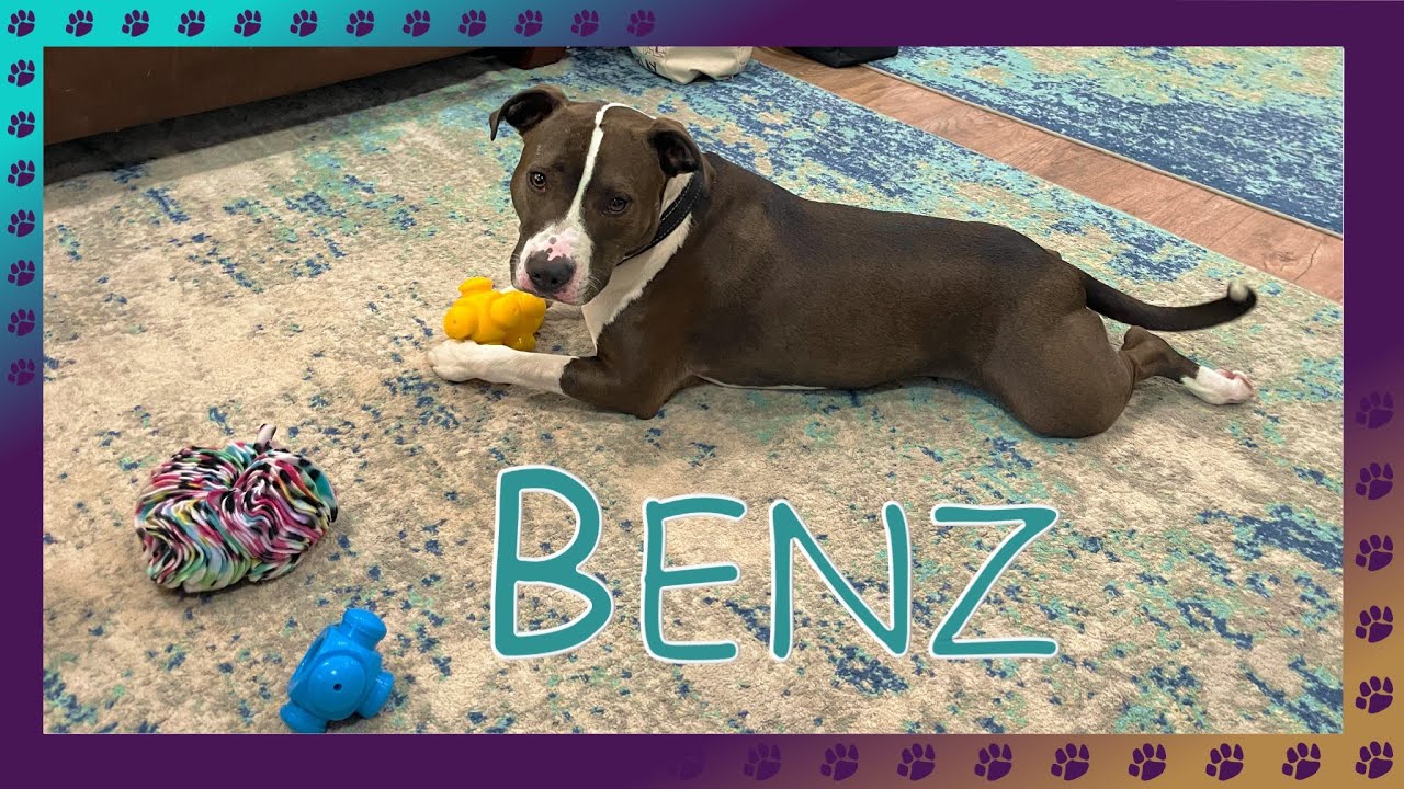 Meet Benzo Scentwork Superstar - ADOPTED!