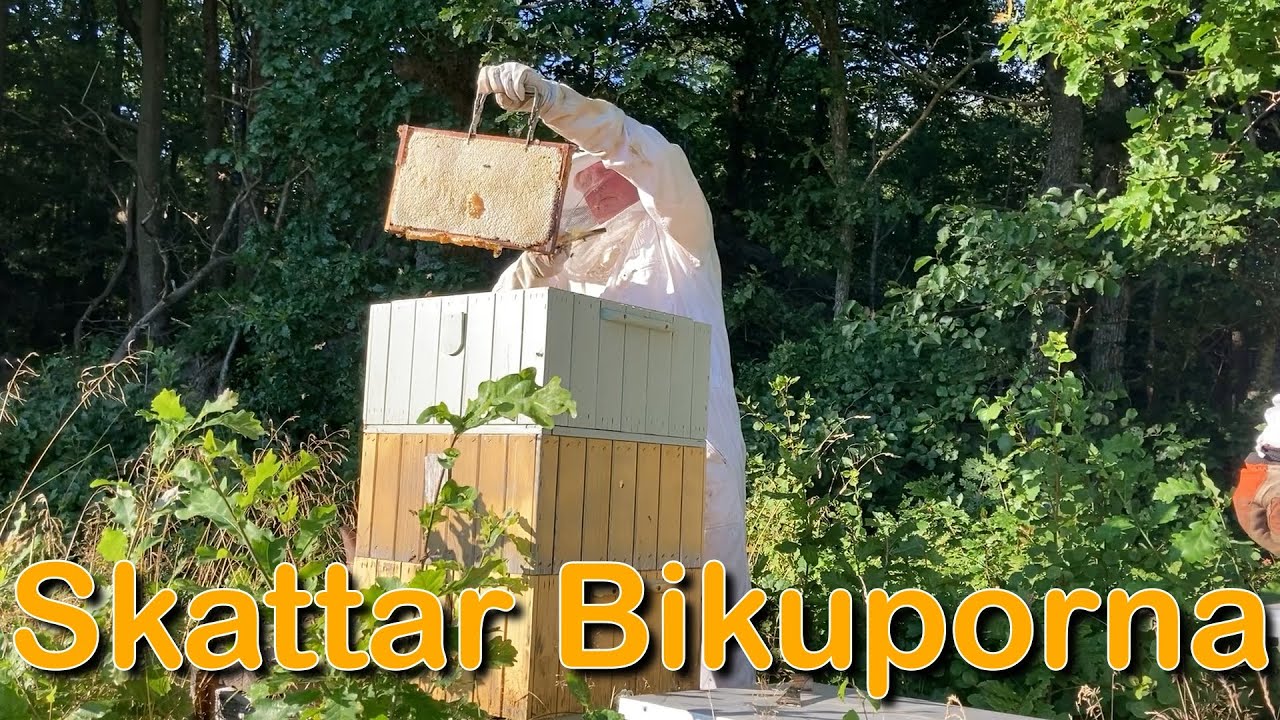 Skatta bikuporna (Orust Berg)