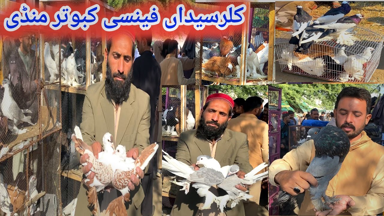 Fancy Kabootar Mandi Kallar Syedan | Today 11/11/2025 Latest Update Fancy Pigeon Market Price !
