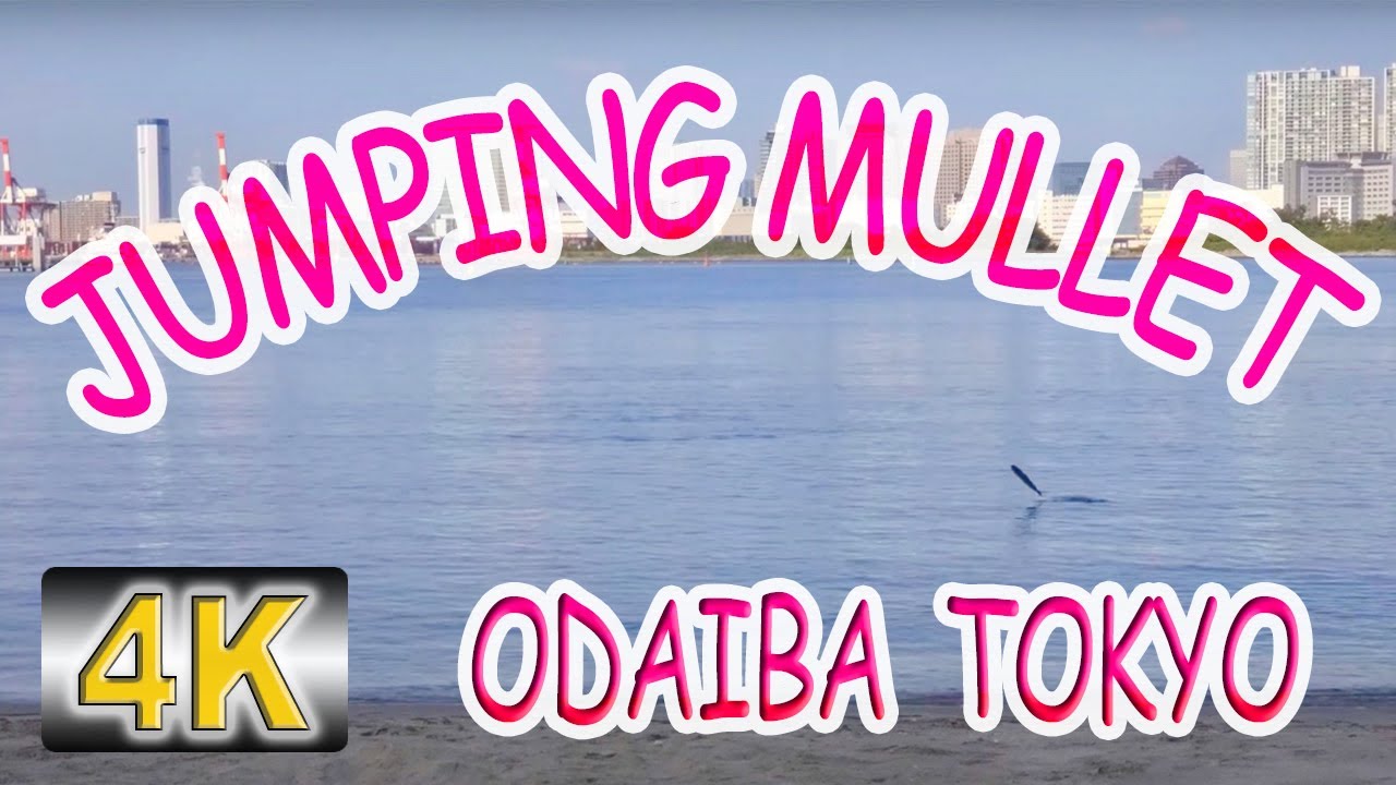 Jumping Mullet FIsh: Odaiba, TOKYO BAY