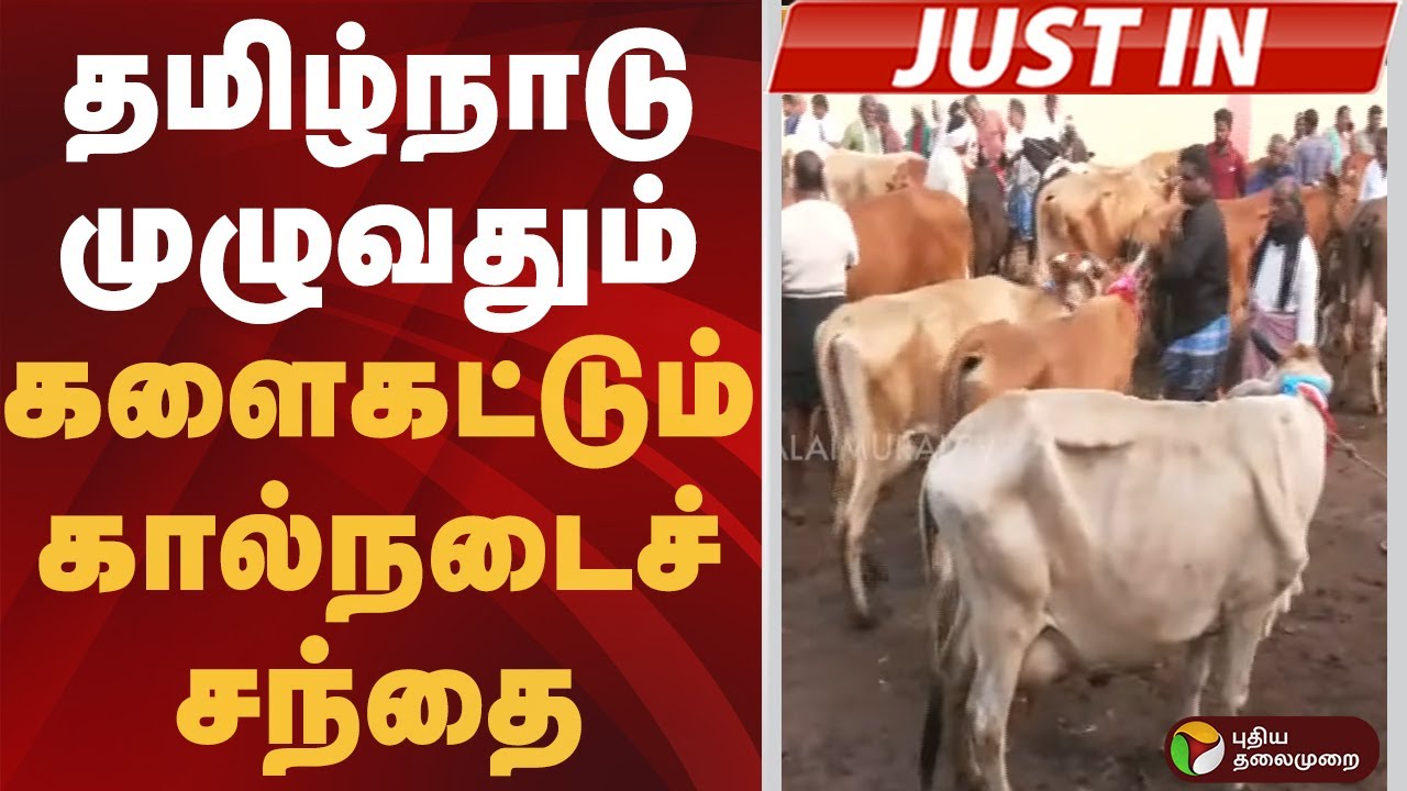 #JUSTIN | தமிழ்நாடு முழுவதும்  களைகட்டும் கால்நடைச் சந்தை  | #goat | #cow | #business