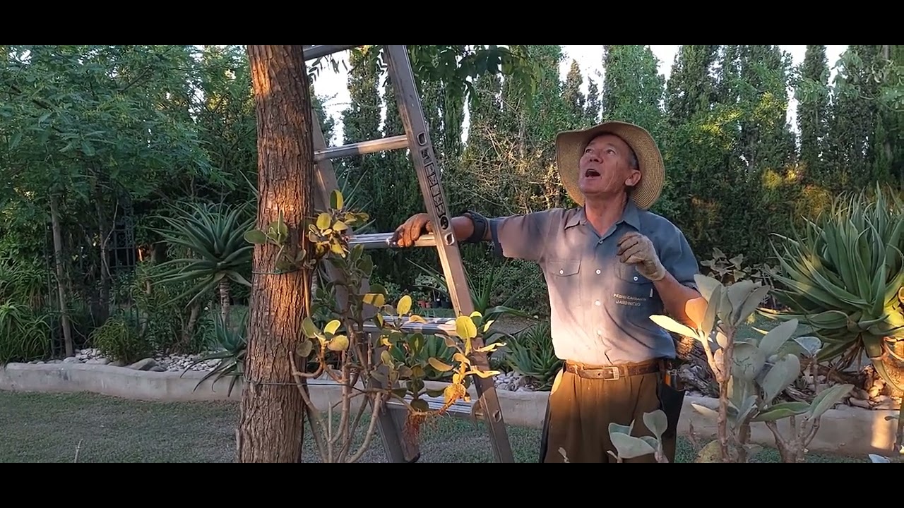 Poda de la Tipuana tipu | El Sue&ntilde;o Jard&iacute;n Bot&aacute;nico