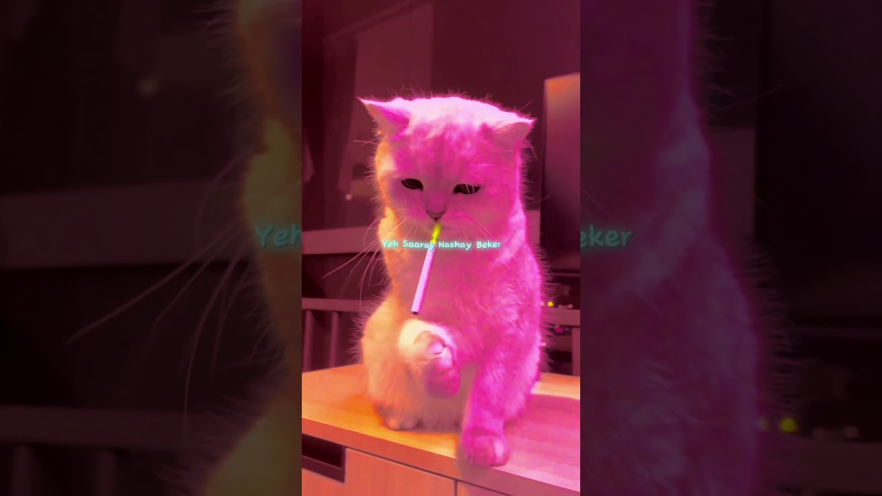 Pal pal ~ Afusic 🥺💘 | Cat version | Slowed reverb | Aesthetic status | #lyrics#shorts#trendingsong