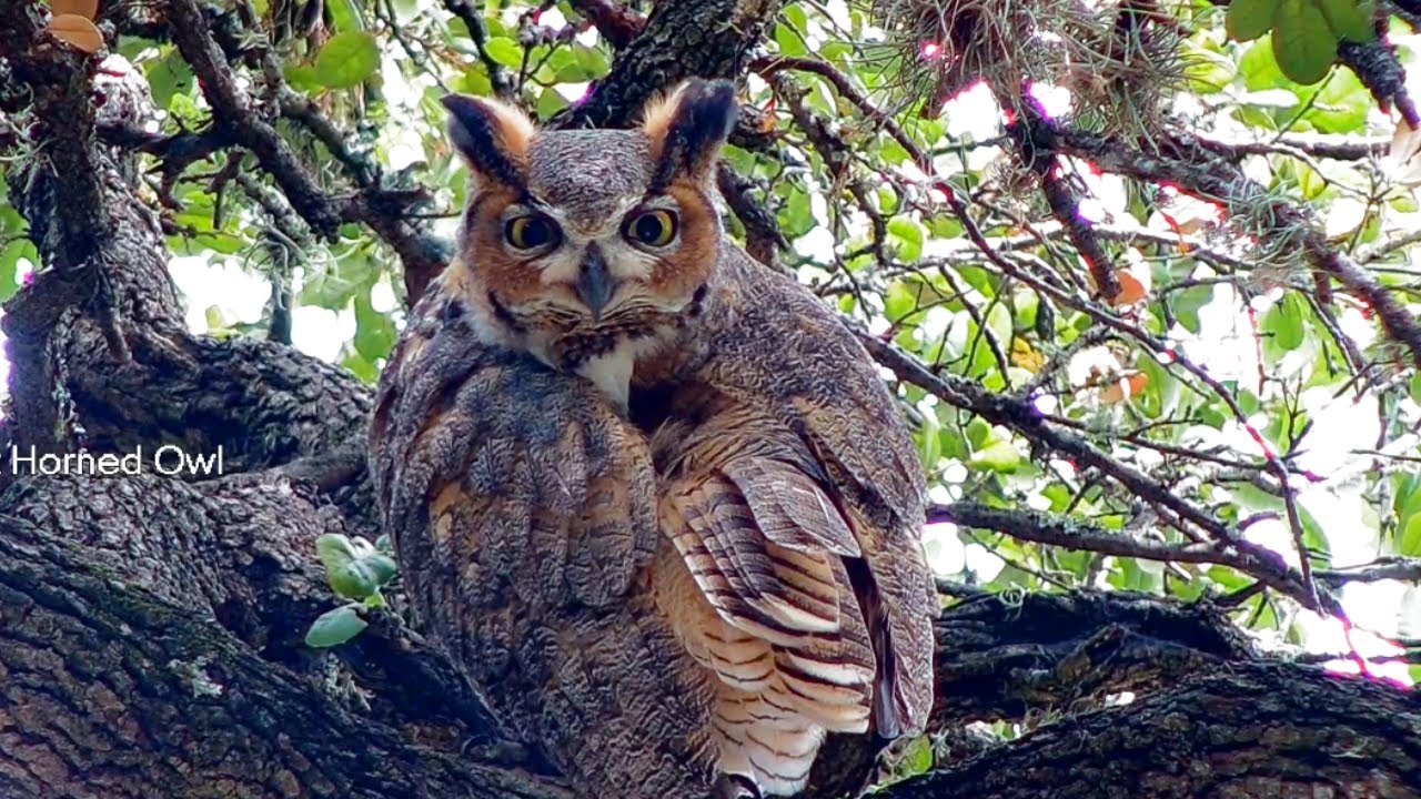 Great horned owl contortions