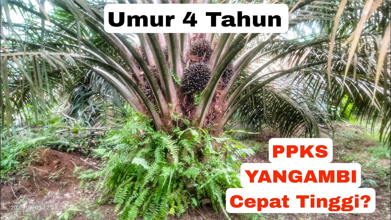 PPKS YANGAMBI Cepat Tinggi? Apa Benar?
