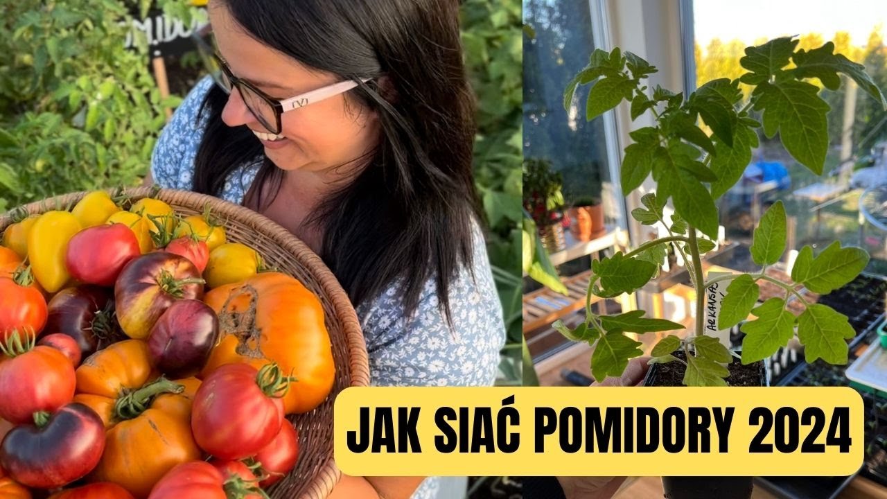 JAK SIAĆ POMIDORY 2024. UPRAWA POMIDOR&Oacute;W. PORADNIK O UPRAWIE POMIDOR&Oacute;W.