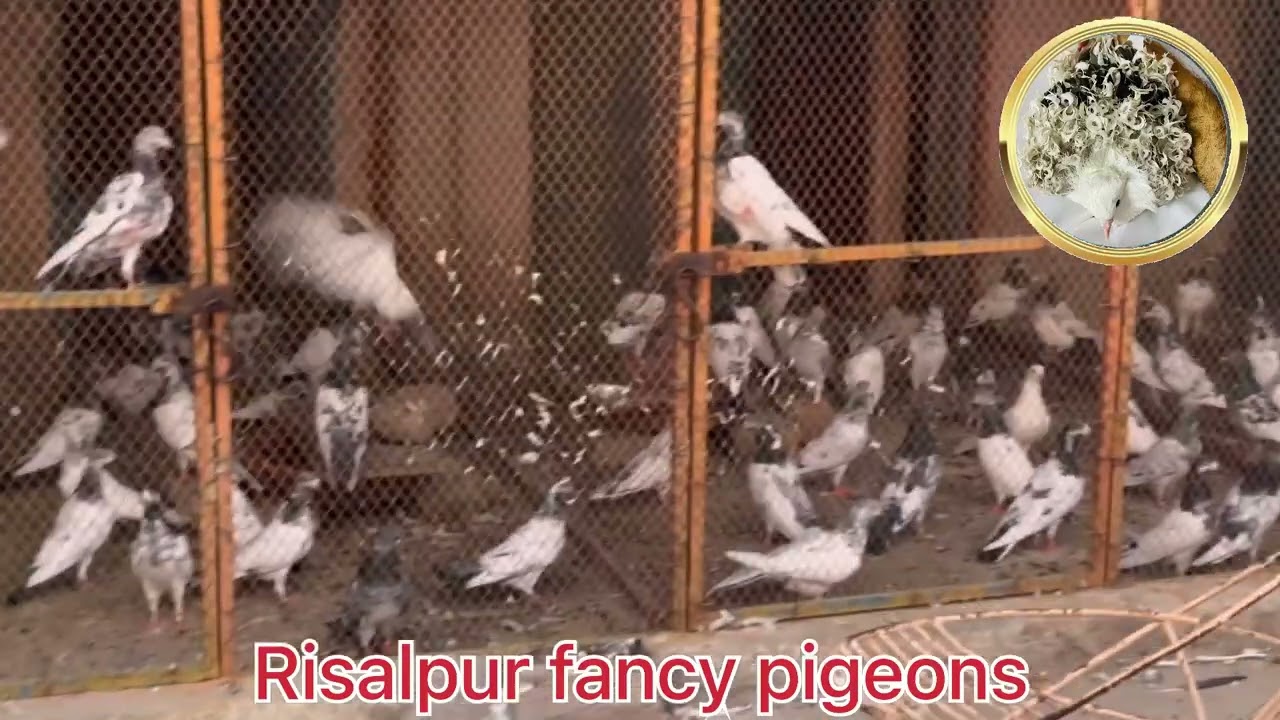 Risalpur Fancy Pigeons another side my hobbies