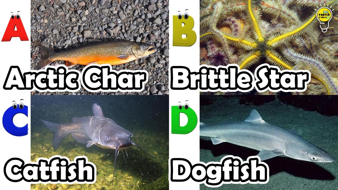 Cute ocean animals | ABC phonics animals | ABC Sea Animals song | English and Animals for Kids
