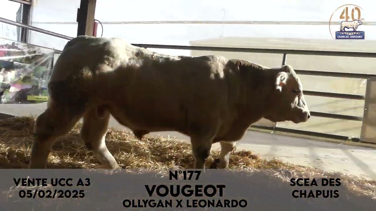 Taureau N°177 VOUGEOT - SCEA DES CHAPUIS - OLLYGAN X LEONARDO