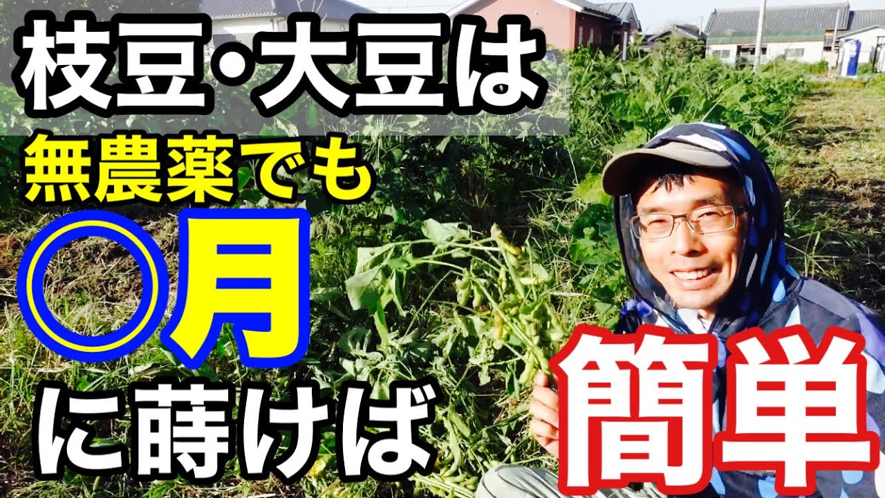 自然農の枝豆･大豆栽培は蒔き時次第で簡単にできる【無農薬無肥料栽培】2021年10月5日