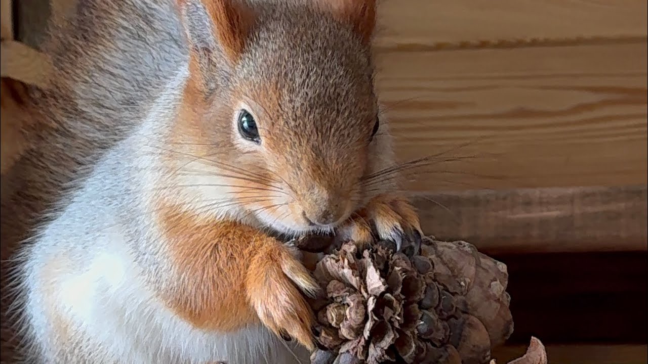 Mama Squirrel and Her Friends | Мама белка и её друзья 🌳🐿️