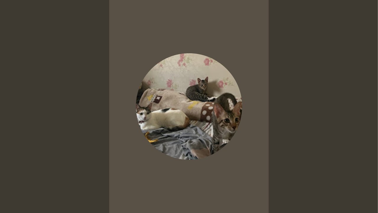 Kimwinns is live 1k 🎯 target subscribers Omg what are they doing 🫢