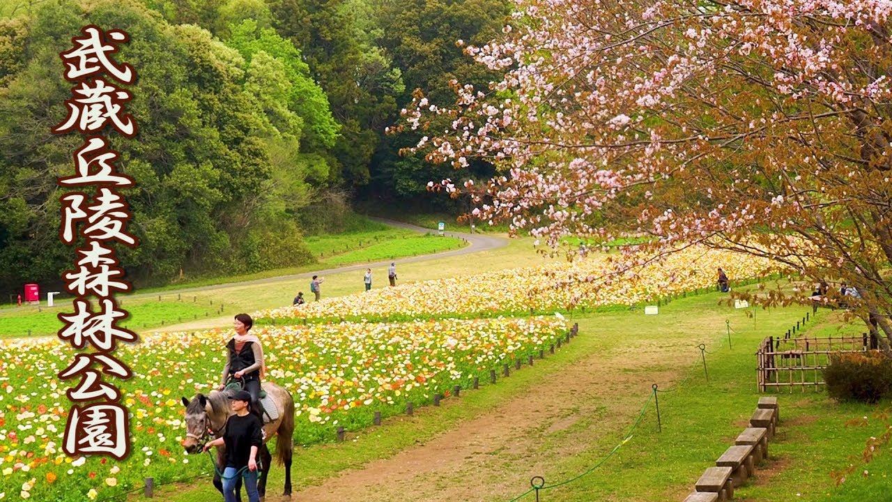 Spring Flowers. Musashi Kyuryo National Government Park 2019. #4K #武蔵丘陵森林公園