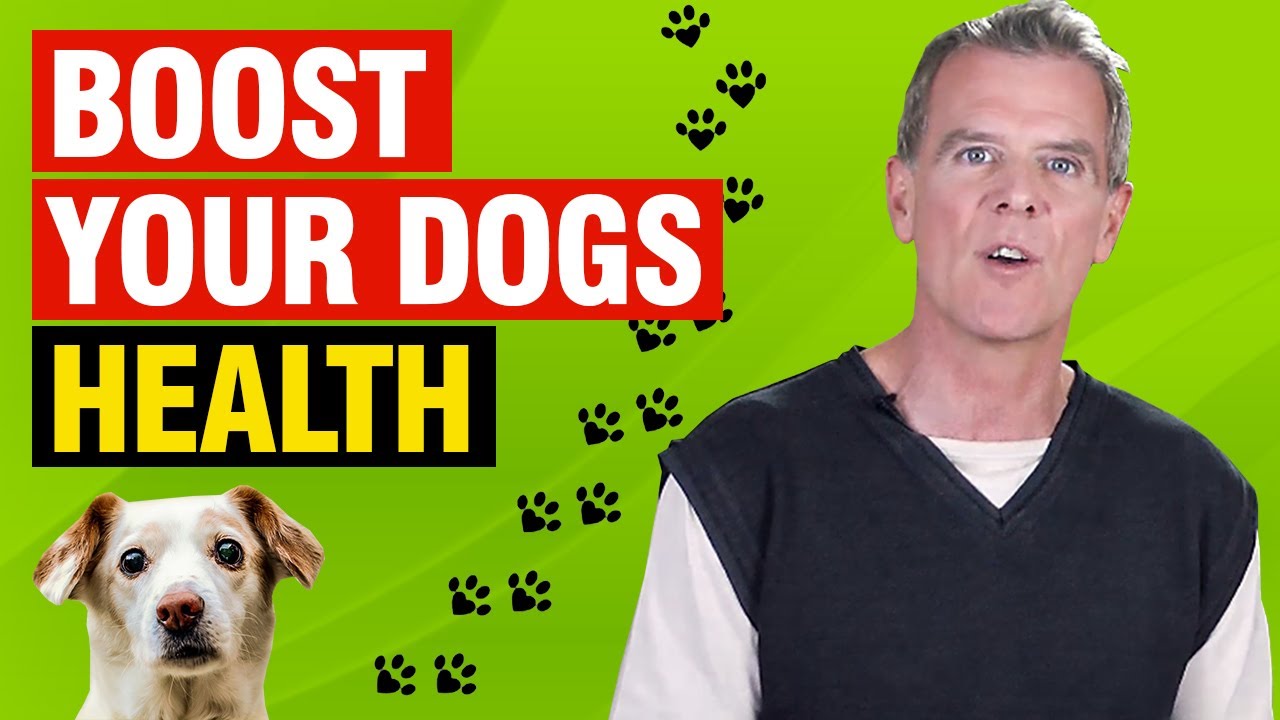 How to Boost Your Dogs Immune System Naturally (9 BEST Ways)