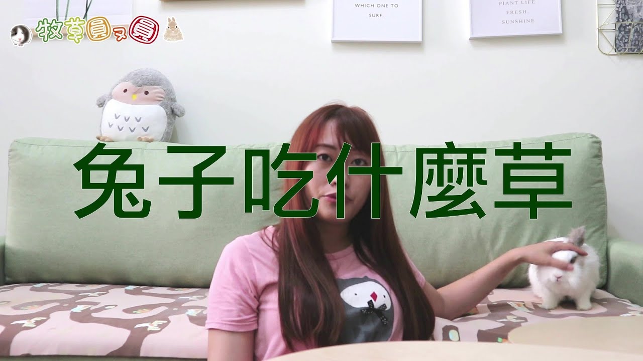 提摩西三割不能當主食？你給對兔子牧草了嗎?兔子新手飼養必看！ | 牧草圓又圓 【又老闆】教你養兔子