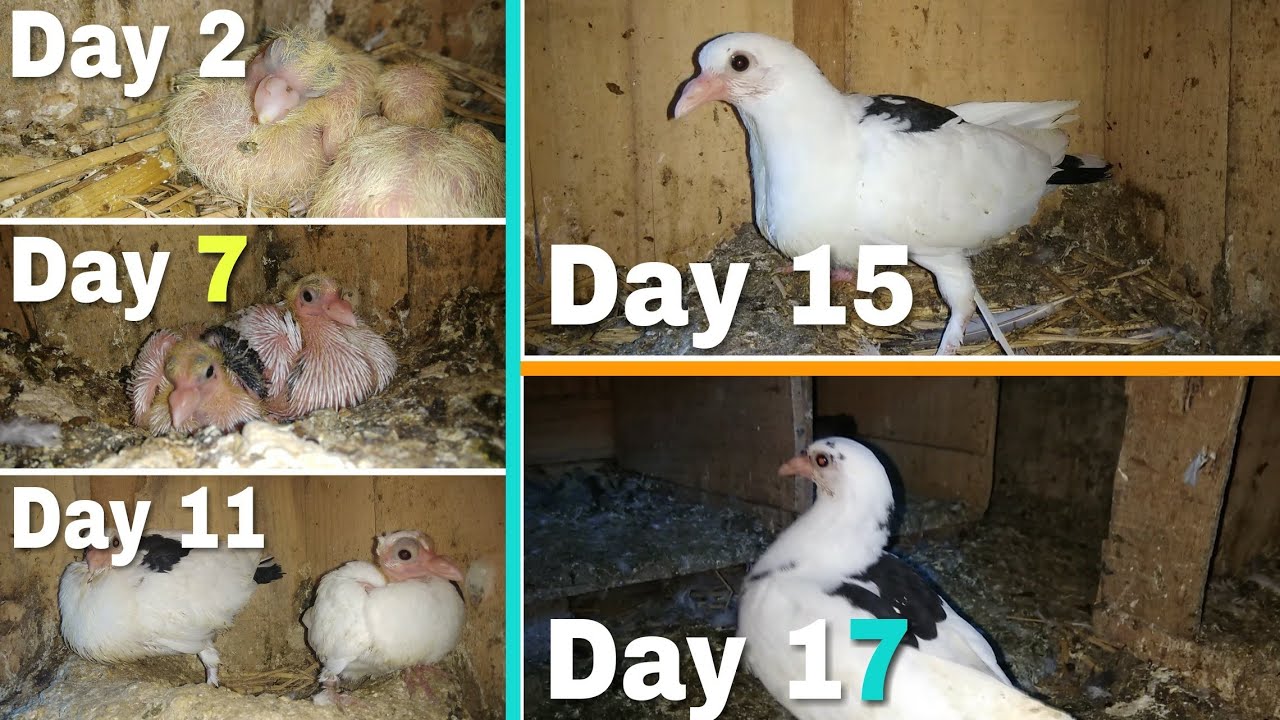 Day to Day pigeons growth progress || dubaaz breed || day 1 to day 17