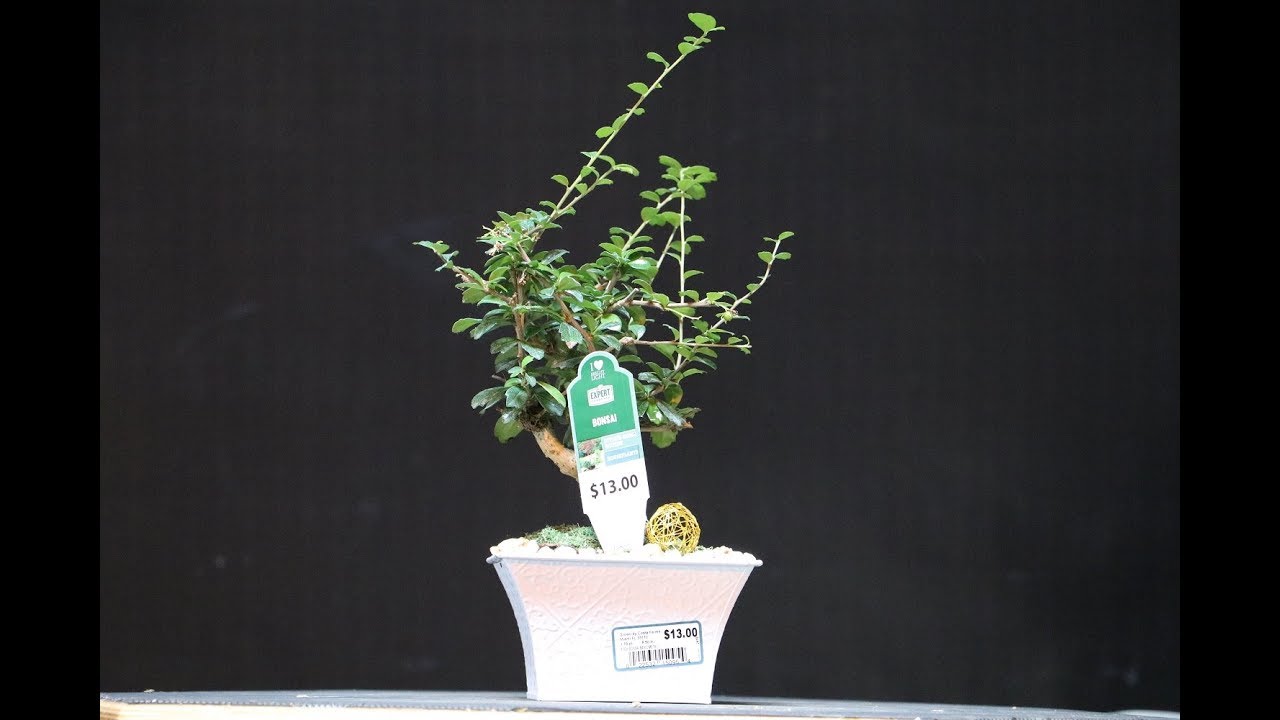 Bonsai Mallsai Tree Repotting - Get Rid Of Those Glued Rocks & Fake Moss