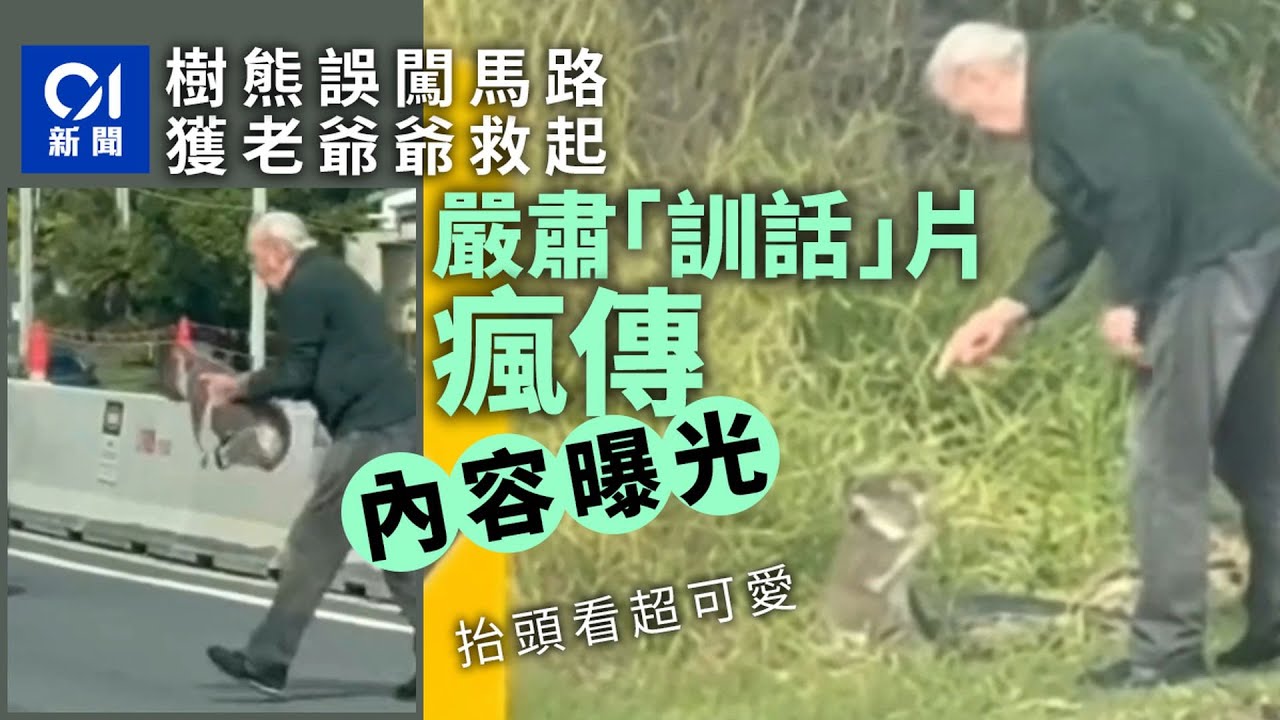 【01秒看新聞】樹熊誤闖馬路！澳洲老翁英勇救回「下秒嚴肅訓話」爆紅　內容曝光｜01新聞｜澳洲｜樹熊｜馬路