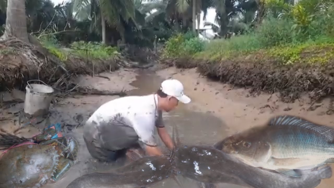 Sáng Sớm  Ra Đồng  Bơm Đìa Nước Cạn Bắt  Cá  Mỏi  Tay  Luôn