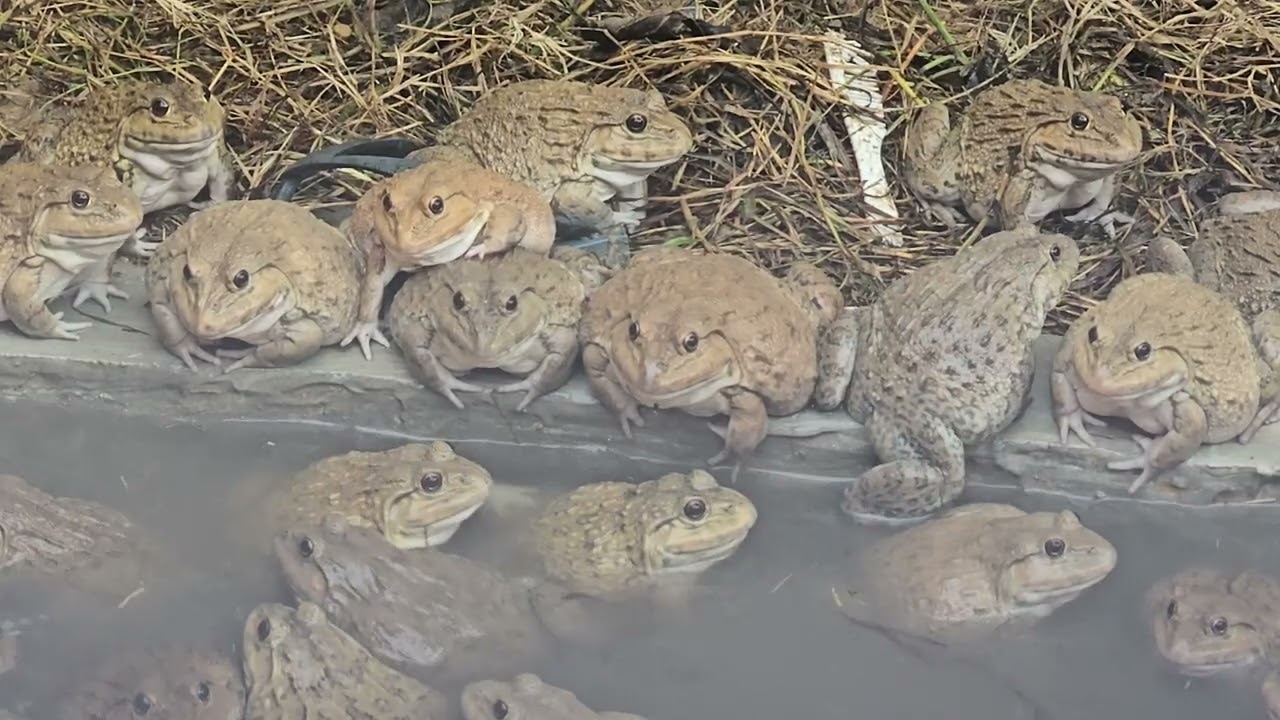 🐸 🐸 🐸 🐸 🐸 frogs