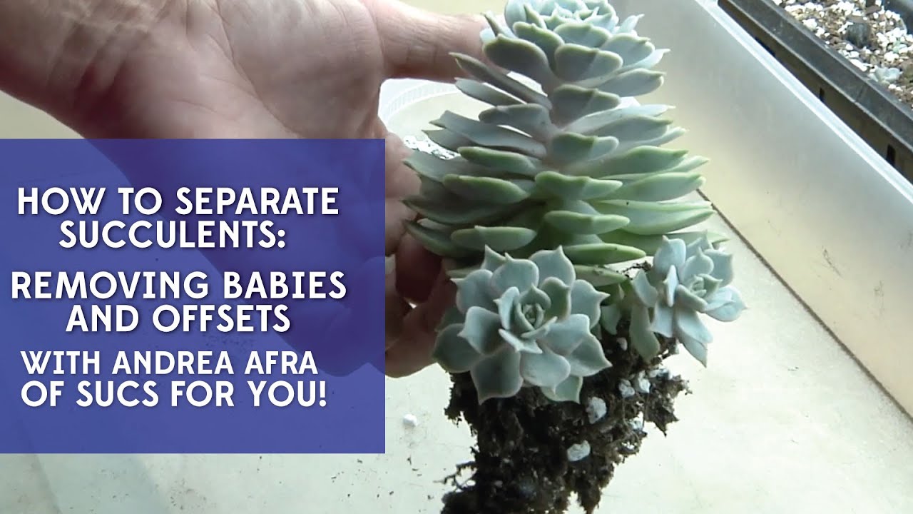 How to Separate Succulents: Removing Babies/Offsets with Sucs for You!