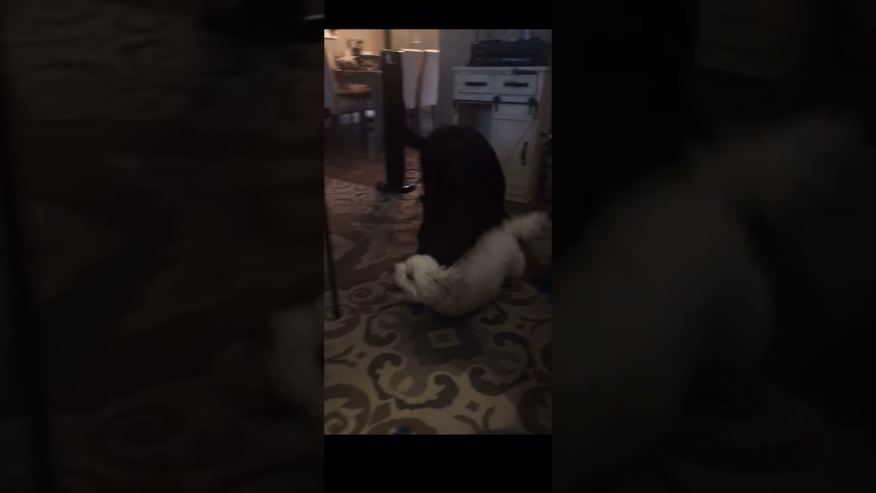 My Dog Does SPECIAL Charge Move! @0:20 Wrestling With His Big German Shepherd Sister! #dogs #pets