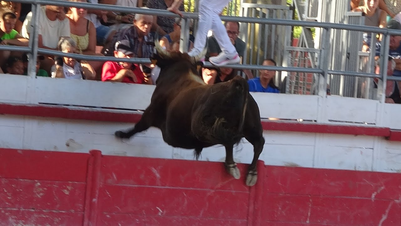 AIMARGUES TAU NEUFS + 100 TAUREAUX 16/07/23