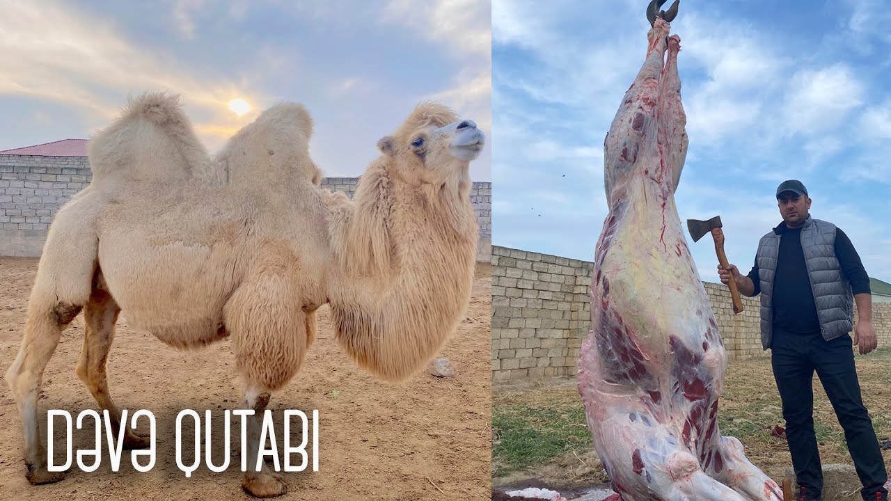 Azərbaycanın qədim mətbəxinə aid dəvə qutabı