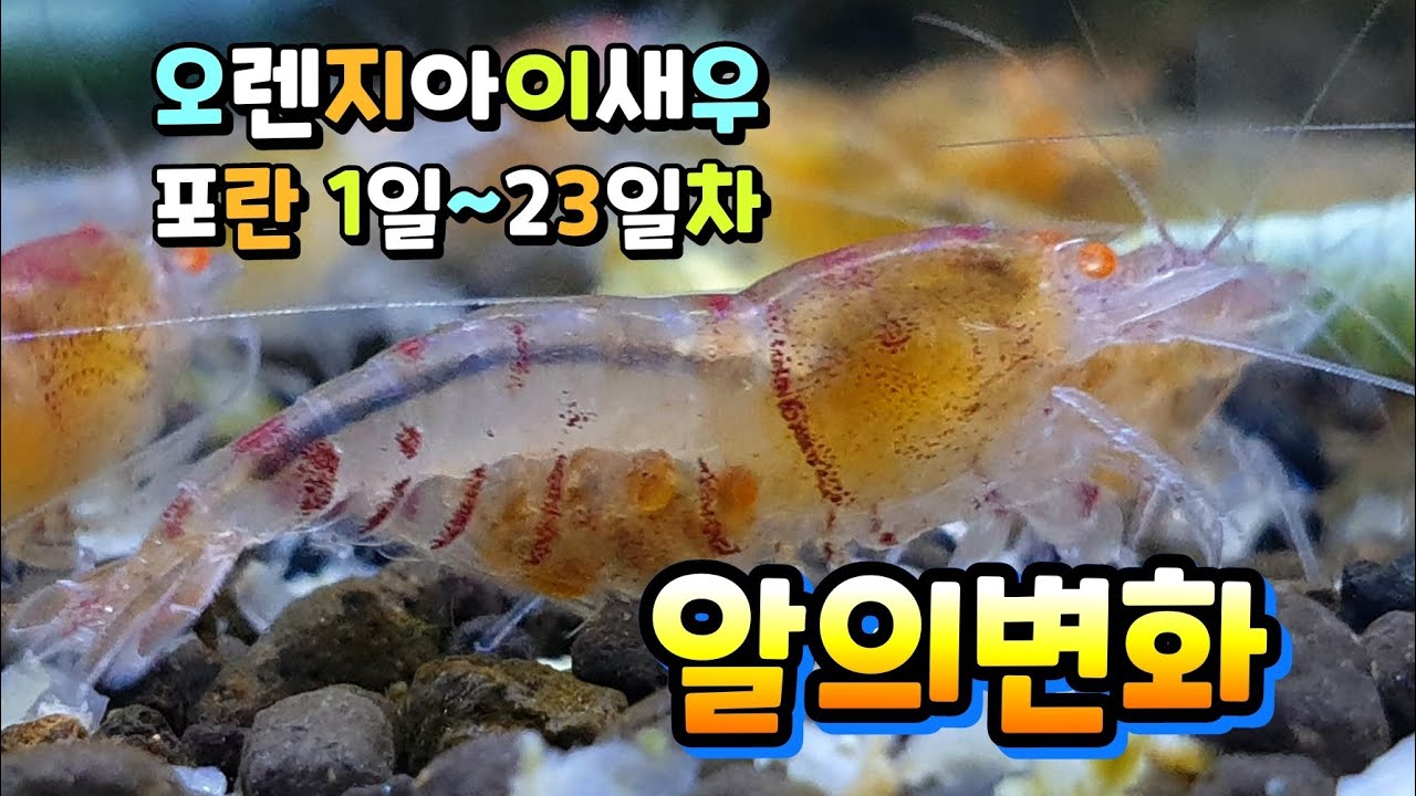 #새우포란 #새우방란 #새우방란주기  오렌지아이 엘로우새우의 포란 부터 방란전까지 1일~23일차 알에변화과정을 짧은 영상으로 올려보아요~♡