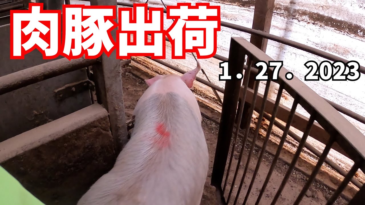 茶色ーズもついに出荷です　　肉豚出荷　令和5年1月27日