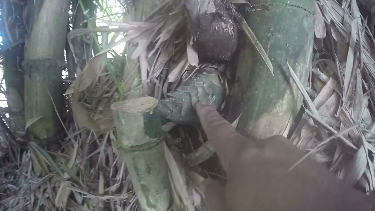 BERBURU BAMBU PETUK TUNAS NYA MASIH MUDA 