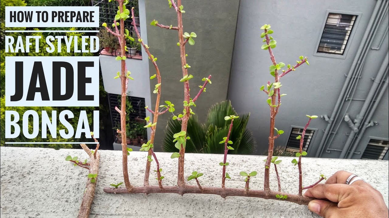 Jade Cuttings propagation -Part 2 | Raft Style Jade Bonsai | Bonsai Tricks & techniques.