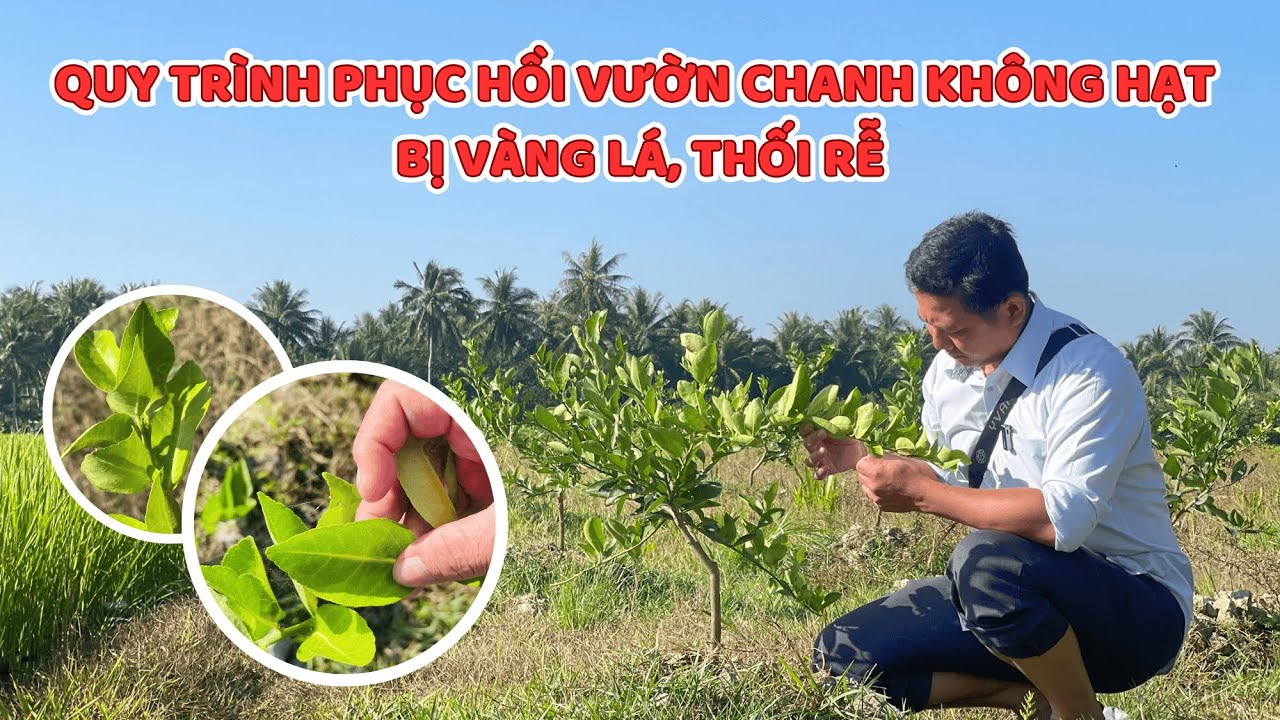 QUY TRÌNH PHỤC HỒI VƯỜN CHANH KHÔNG HẠT BỊ NGHẸT RỄ, VÀNG LÁ