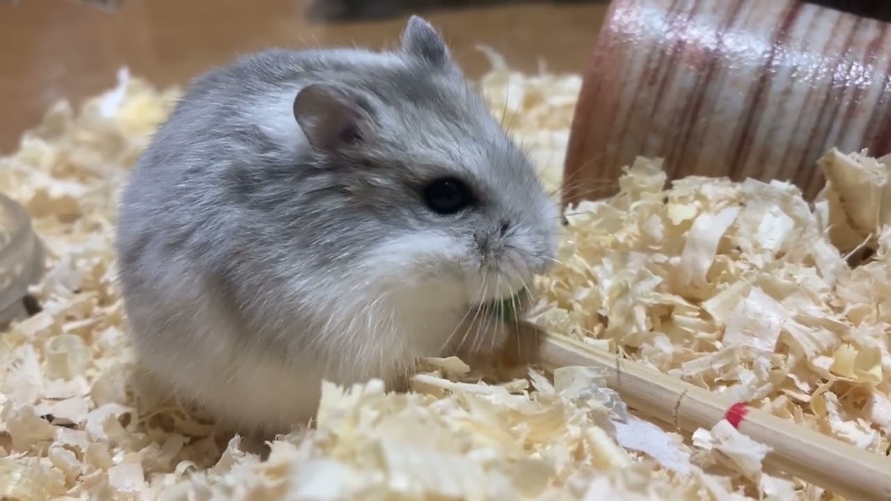 初めてのほうれん草に心を奪われたハムスター🐹　　#hamster #ハムスター 