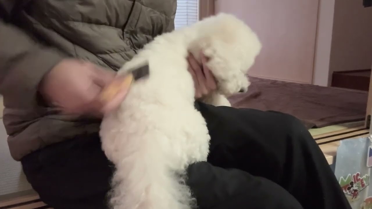 Lura's Walk_トリミング＃犬＃ペット＃ルラ＃ルラウォーク＃ビションフリーゼ＃bichon frisé＃お散歩＃ルラ＃ワンコ＃小型犬＃dog＃walk#walking#もふもふ＃ふわふわ