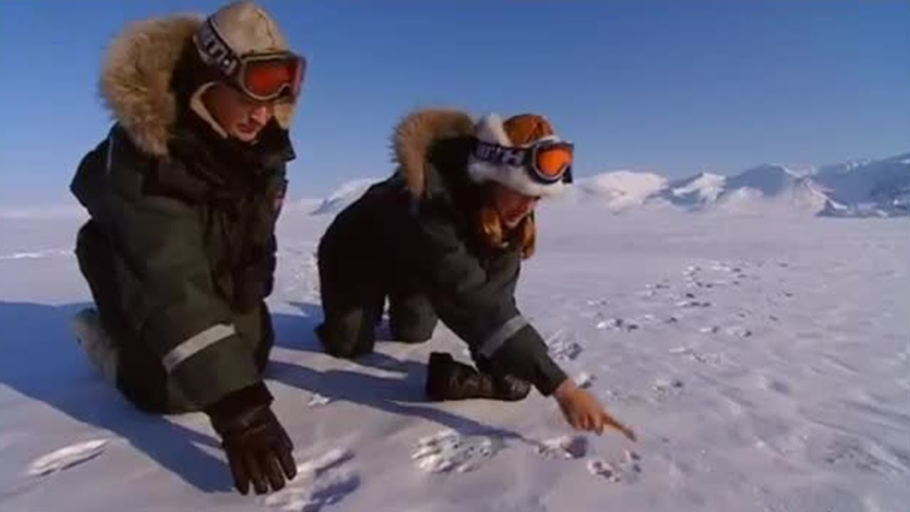 Finding Mothers and Cubs | The Search for Polar Bears | BBC Earth