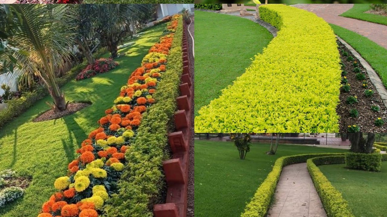 Pingo de Ouro: O Segredo para um Jardim Dourado | Dicas de Cultivo e Origem