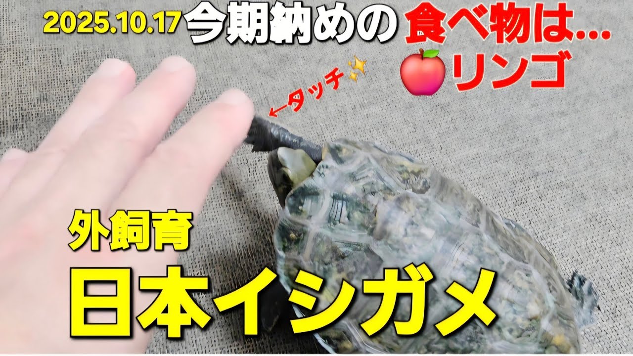 『日本イシガメ』食べ納めかな。#日本イシガメの魅力 #vlog #shorts #癒し #かわいい #飼育#爬虫類 #亀『ひーちゃんチャンネル』