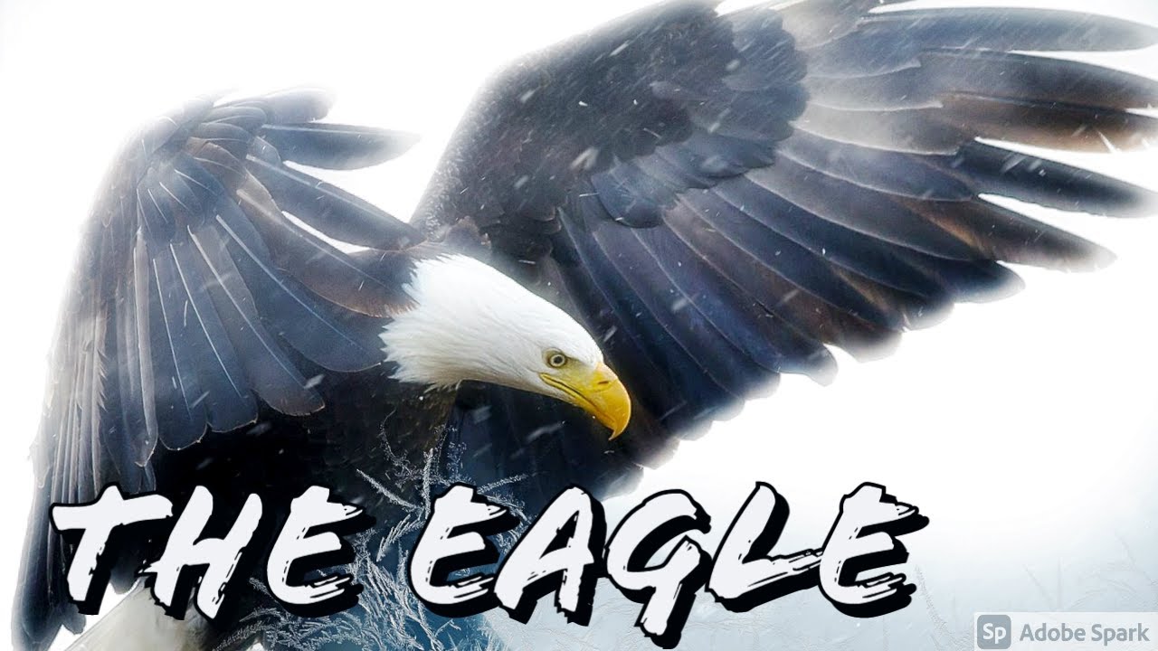 The Eagle | Alfred Lord Tennyson | POETICGRID #Poem #AlfredLordTennyson #TheEagle
