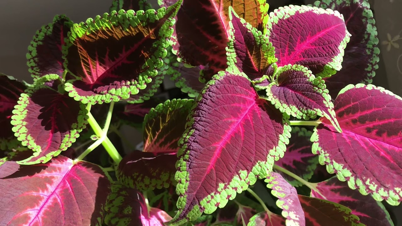 Yaprak güzeli kolyos çiçeği rengi nasıl böyle canlı oldu#how to Grow coleus #Plant by coleus