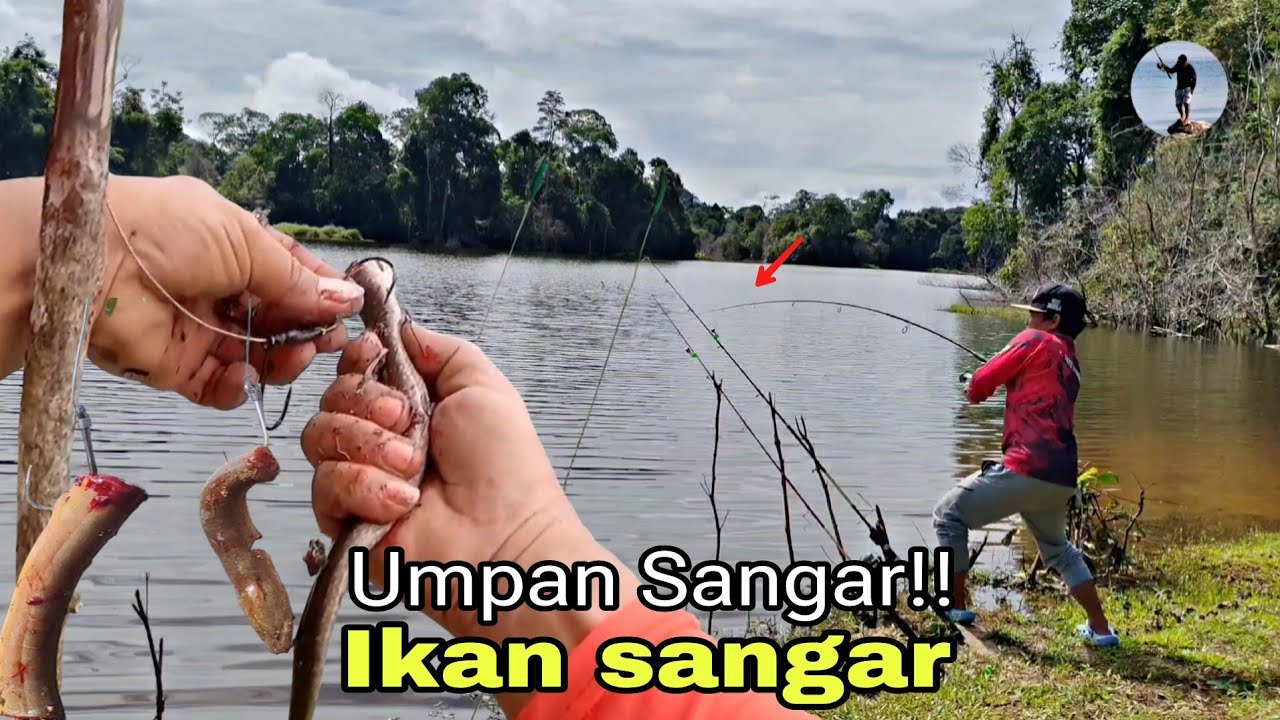 GILAA!! umpan ampuh di sambar ikan toman besar