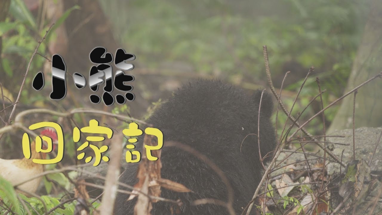 【熊在人間】小熊回家記｜從南安小熊看台灣黑熊保育的挑戰 (我們的島 第1003集 2019-05-06)