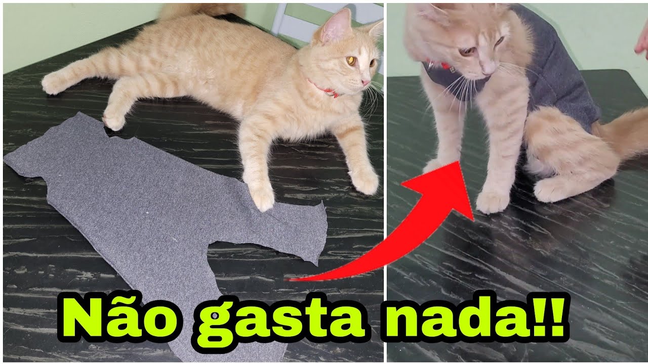 COMO FAZER ROUPA CIRURGICA PARA GATOS * sem gastar nada*