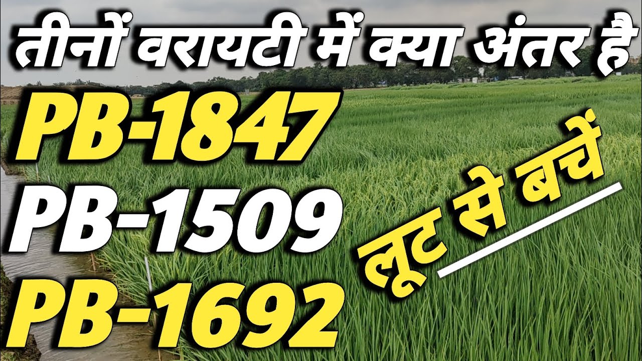 pusa basmati 1847 seed full details।pb 1509।pb1692।rice top variety। high yield paddy variety।