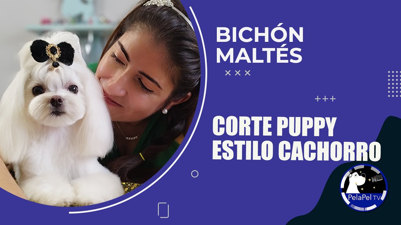 Cómo cortar el pelo a un bichon maltes PELUQUERÍA CANINA bichon maltes carita bonita PAQUI ORTEGA