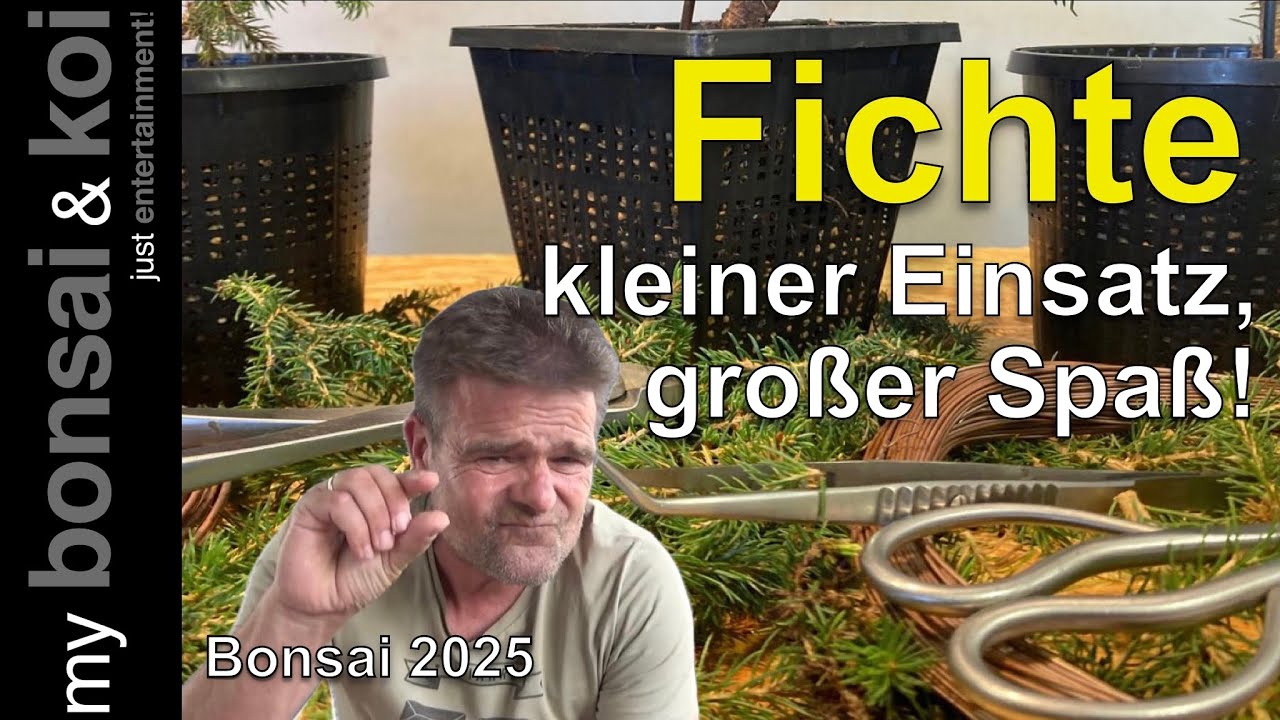 Bonsai 2025-47 - Fichte - Picea - wenig Einsatz, viel Spaß! 🙃