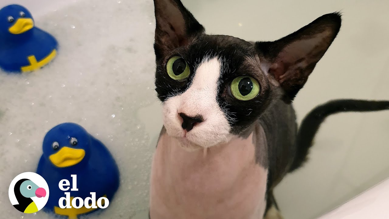 ¿Un gato que está obsesionado con el agua? | El Dodo