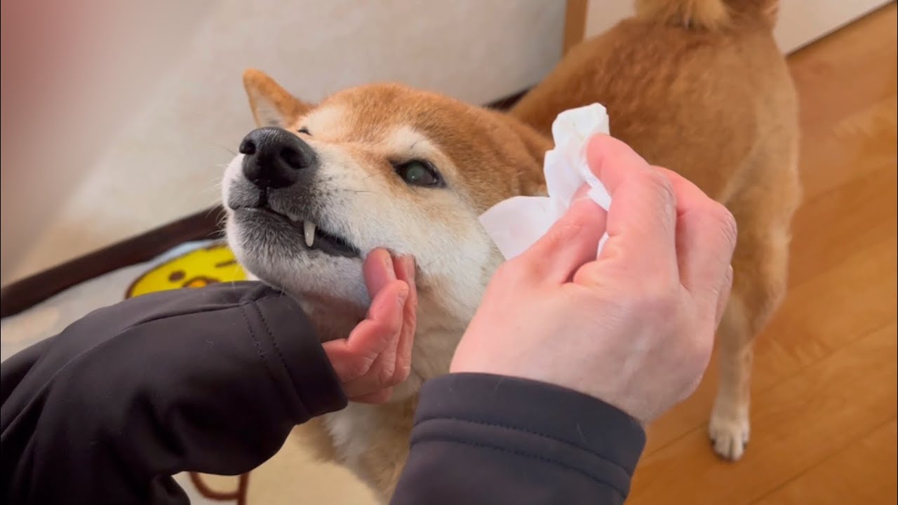 おばあちゃん家の柴犬はいつもかわいい